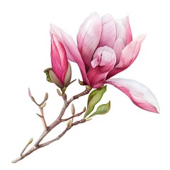 Delicate Pink Magnolia Blossom on Wooden Branch