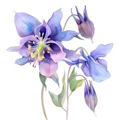 Ethereal Columbine Watercolor Floral on White Background