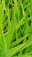 Fototapeta premium a flock of aloe vera plants in a black pot and growing with a lush green color.