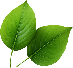 Obraz premium Leaves isolated on transparent background. PNG