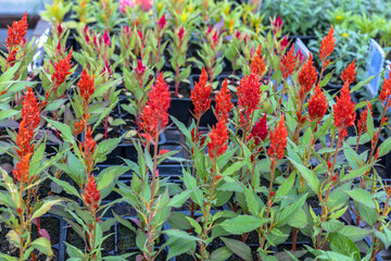 Potted celosia plants in the greenhouse.  Gardening, plant nursery. Garden center business.