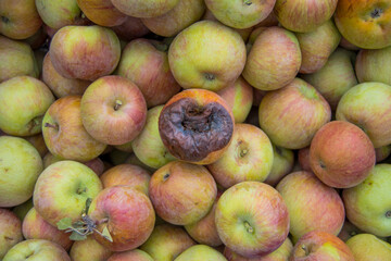 Rotten apple surrounded by apples in good condition