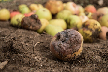 Rotten apples decomposing
