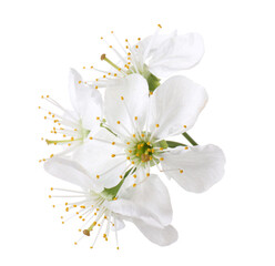 Beautiful spring tree blossoms isolated on white