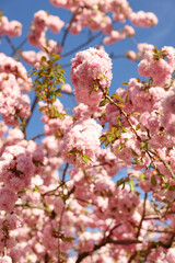 Beautiful blossoming sakura tree with pink flowers against blue sky. Spring season