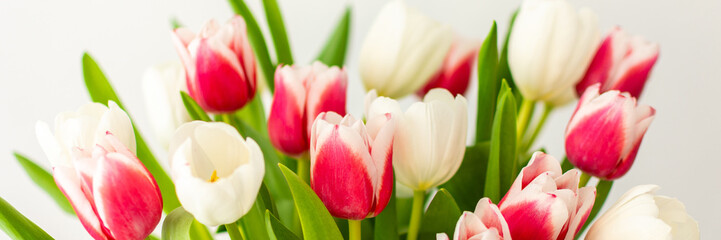 Beautiful spring bouquet of pink and white tulips close up, birthday or March 8th or mother's day concept, banner