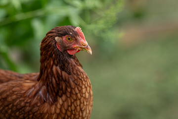 Portrait of a young brown hen.