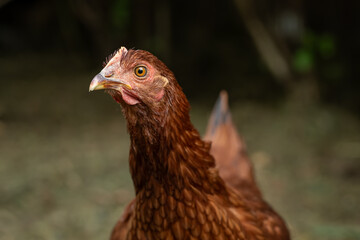 Portrait of a young brown hen.