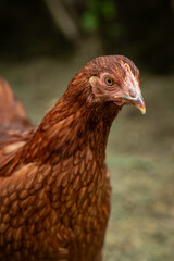 Portrait of a young brown hen.