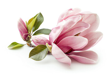 Naklejka premium Magnolia, single bloom, isolated on white background