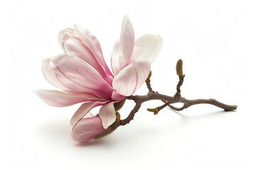 Magnolia, single bloom, isolated on white background