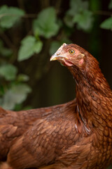 Portrait of a young brown hen.