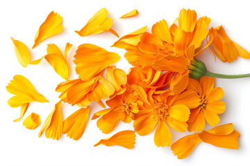 Marigold, petals, isolated on white background