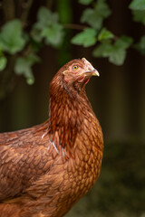 Portrait of a young brown hen.