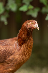 Portrait of a young brown hen.