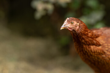 Portrait of a young brown hen.