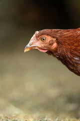 Portrait of a young brown hen.