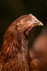 Portrait of a young brown hen.