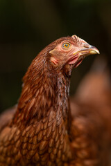 Portrait of a young brown hen.