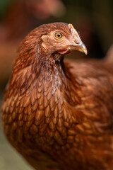 Portrait of a young brown hen.