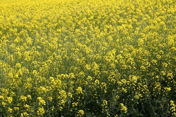 Field with many beautiful blooming rapeseed flowers
