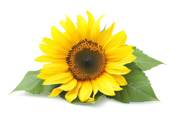 Sunflower, field, isolated on white background