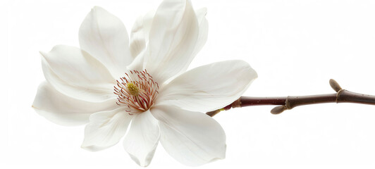 Obraz premium White Champaca, single bloom, isolated on white background