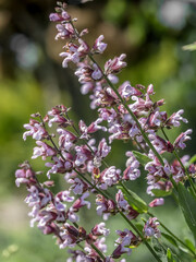 Common sage flowers in blossom