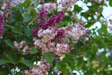 bushes of blooming lilac in city, beautiful purple flowering trees in park or in meadow. white, lilac and burgundy branches of trees with flowers, scent of flowers. decorations of botanical garden