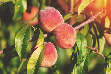 Peach on a branch in an orchard. Nature background. Harvest of ripe peaches