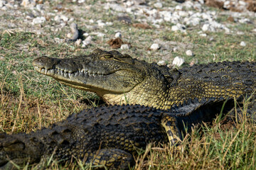 alligator in the everglades