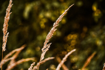 Spissky hrad, Slovakia, Spissky castle