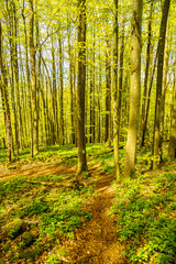 Eine Frühlingshafte Wanderung durch das wunderschöne Sinntal zum Schwarzen Berge bei Riedenberg - Bayern -Deutschland