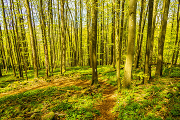 Eine Frühlingshafte Wanderung durch das wunderschöne Sinntal zum Schwarzen Berge bei Riedenberg -...