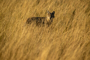 Jackle in the grass