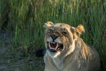 lion cub in the wild