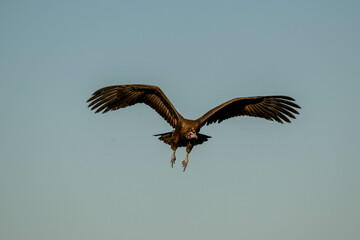 vulture in flight