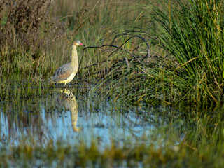 whistling heron (Syrigma sibilatrix) in its natural habitat with reflection