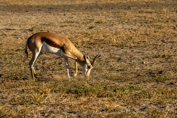 Gazelle digging
