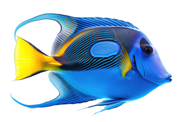 Vibrant Palette Surgeonfish Isolated on White Background