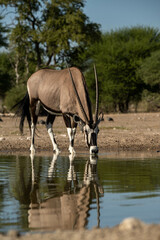 gemsbok drinking