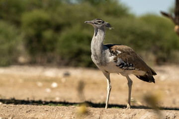 Kori Bustard 
