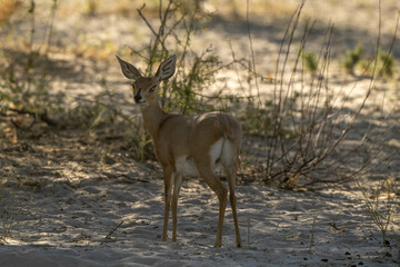 Steenbok