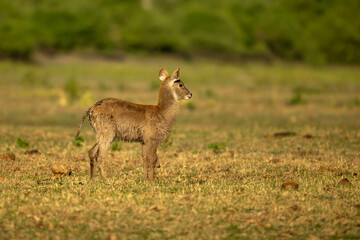 Waterbuck in Africa