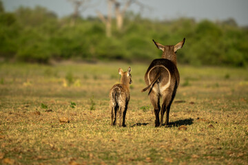Waterbuck bottoms