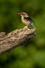 Kingfisher in Africa