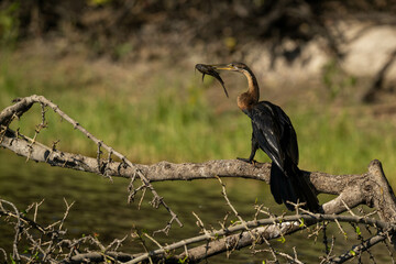 African Darter with a fish