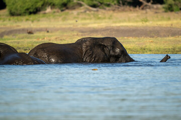 Fototapeta premium elephant in the water