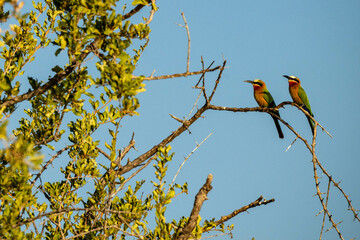 bee eater perched on branch