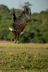 Fish eagle in flight